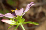 Appalachian rose gentian